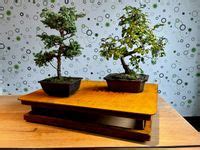 bonsai ebay|bonsai ebay kleinanzeigen.